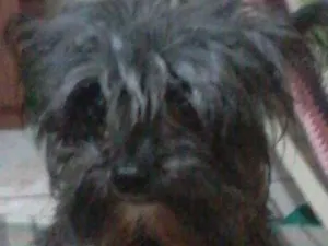 Cachorro raça Yorkshire misturado idade 5 anos nome Pocoio