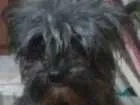 Cachorro raça Yorkshire misturado idade 5 anos nome Pocoio