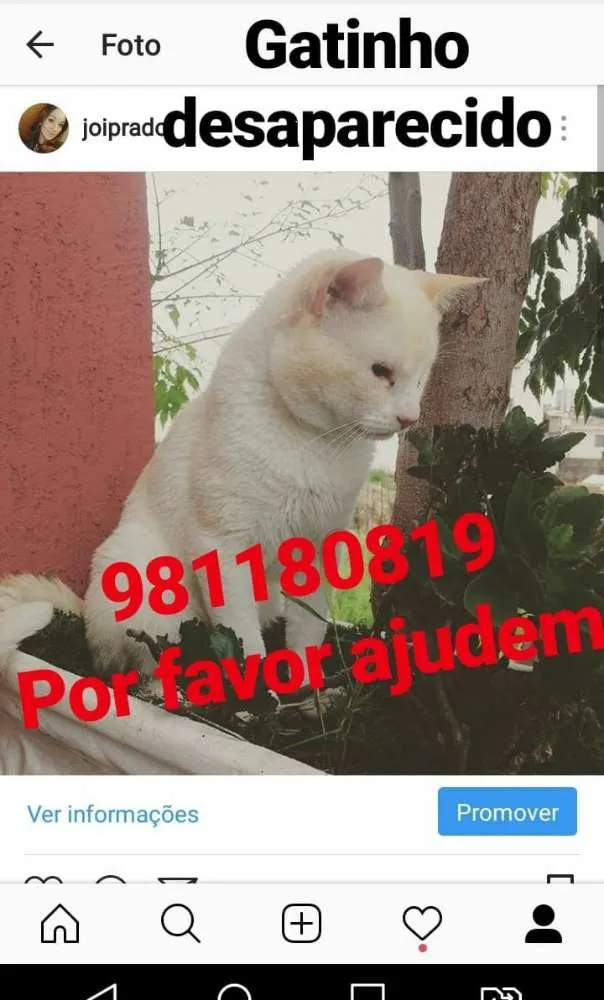 Gato ra a sem raça definida idade 6 ou mais anos nome Nana