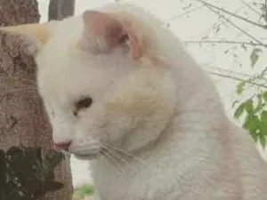 Gato raça sem raça definida idade 6 ou mais anos nome Nana