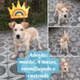 Filhote