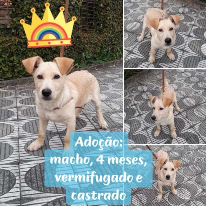 Cachorro ra a SRD idade 2 a 6 meses nome Filhote