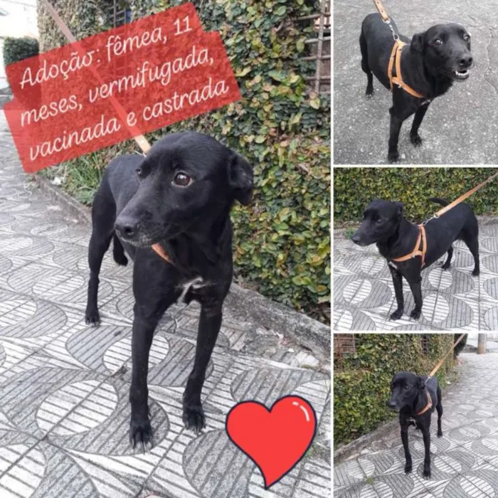 Cachorro ra a SRD idade 7 a 11 meses nome Sara