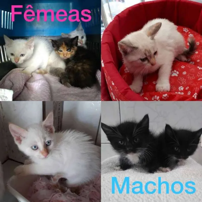 Gato ra a srd idade 2 a 6 meses nome Filhotes