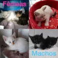 Filhotes