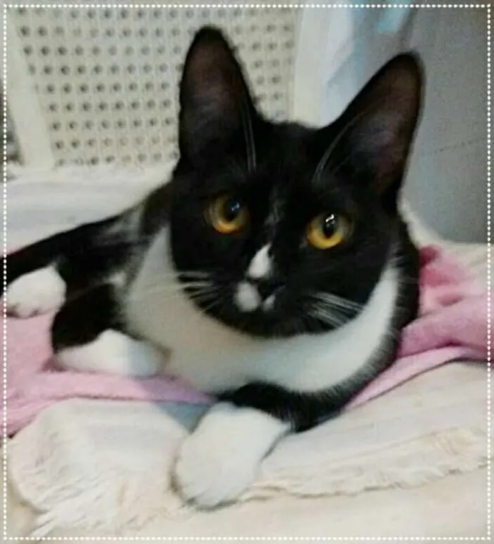 Gato ra a srd idade 2 a 6 meses nome Moa