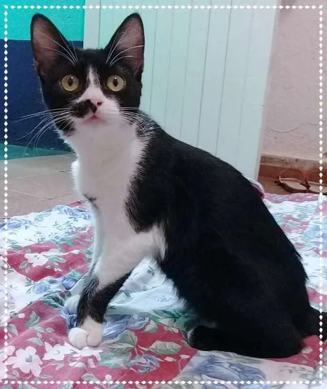 Gato ra a srd idade 2 a 6 meses nome Moa