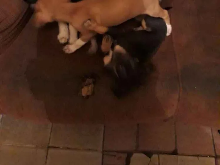 Cachorro ra a Sem raça idade Abaixo de 2 meses nome Sem nomes  filhotes