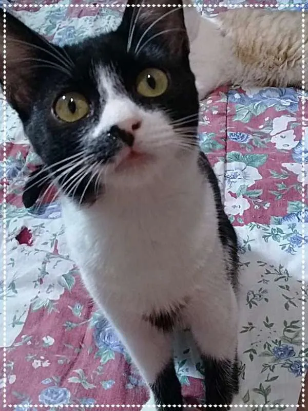 Gato raça srd idade 2 a 6 meses nome Rebeka