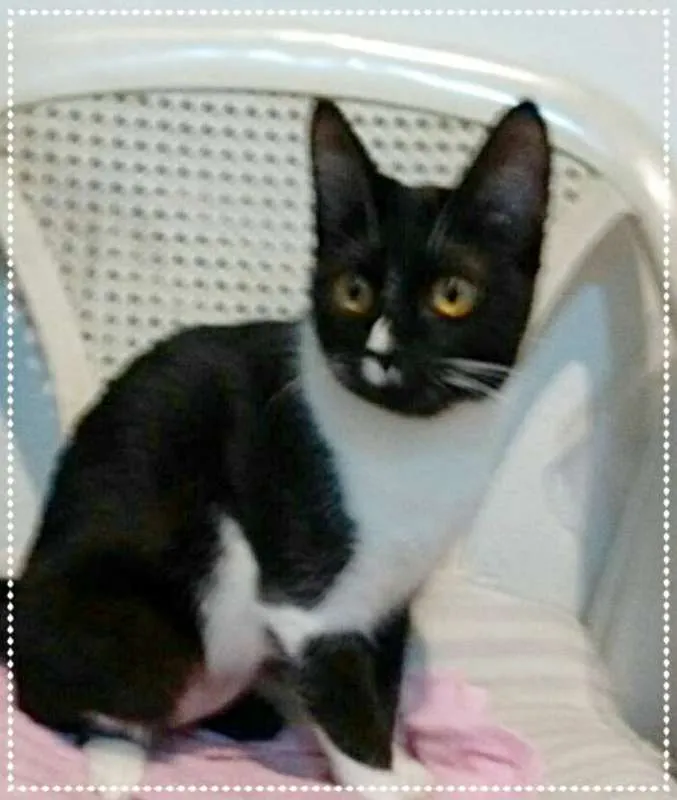 Gato raça srd idade 2 a 6 meses nome Rebeka