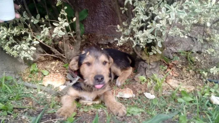 Cachorro ra a Nao sei  idade 2 a 6 meses nome Lua 