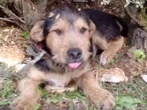Cachorro raça Nao sei  idade 2 a 6 meses nome Lua 