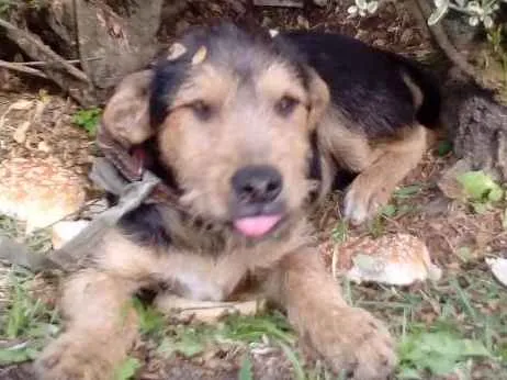 Cachorro ra a Nao sei  idade 2 a 6 meses nome Lua 