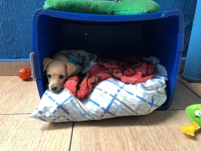 Cachorro ra a SRD idade 2 a 6 meses nome Juquinha 