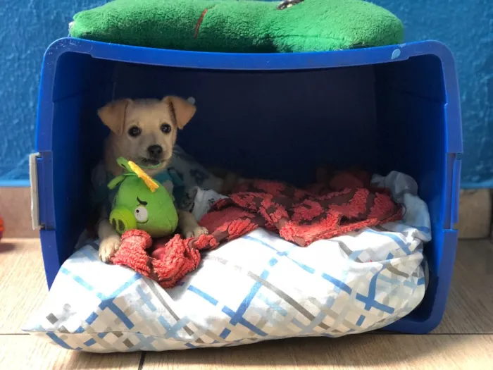 Cachorro ra a SRD idade 2 a 6 meses nome Juquinha 