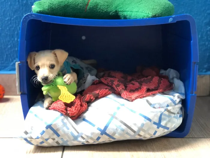 Cachorro ra a SRD idade 2 a 6 meses nome Juquinha 