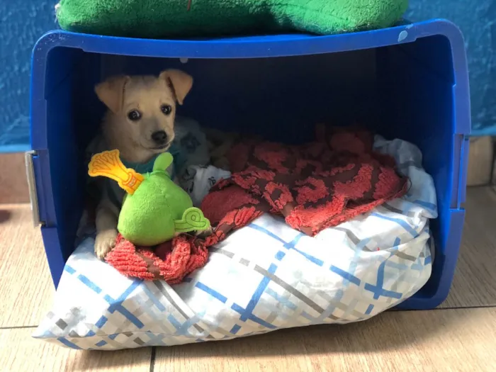 Cachorro ra a SRD idade 2 a 6 meses nome Juquinha 