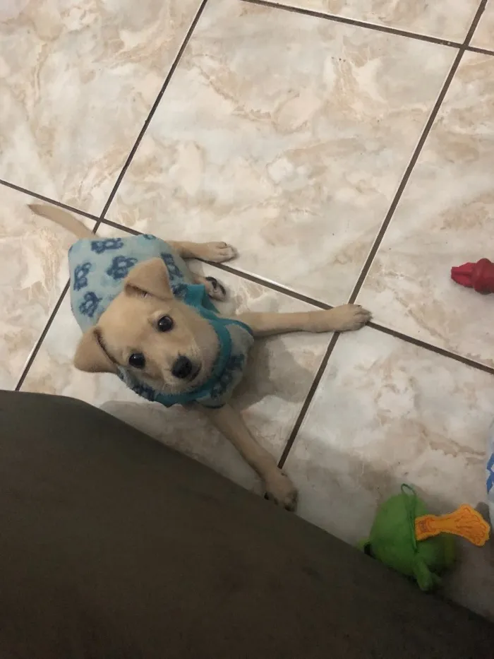 Cachorro ra a SRD idade 2 a 6 meses nome Juquinha 