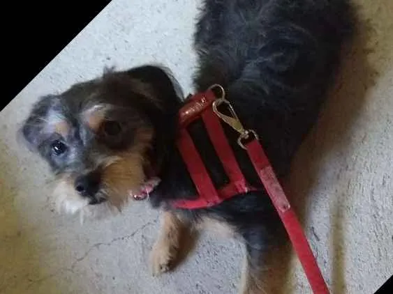 Cachorro ra a SRD idade 7 a 11 meses nome Princesa