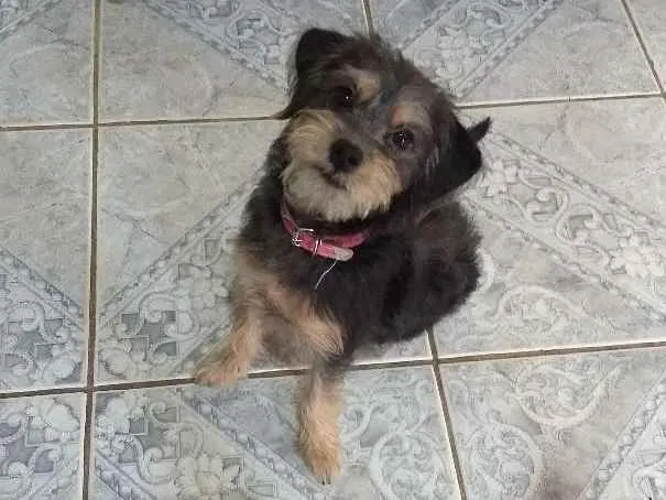 Cachorro ra a SRD idade 7 a 11 meses nome Princesa