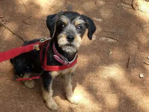 Cachorro ra a SRD idade 7 a 11 meses nome Princesa