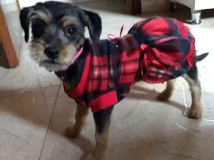 Cachorro raça SRD idade 7 a 11 meses nome Princesa