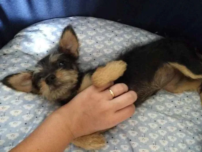 Cachorro ra a SRD idade 7 a 11 meses nome Princesa