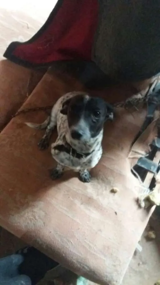 Cachorro ra a Srd  idade 1 ano nome Cacau