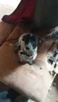 Cacau