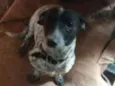 Cacau