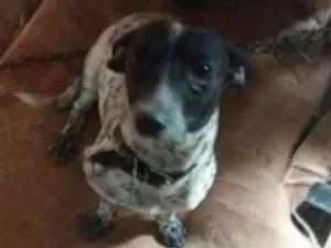 Cachorro raça Srd  idade 1 ano nome Cacau