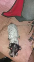 Cacau