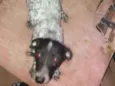 Cacau