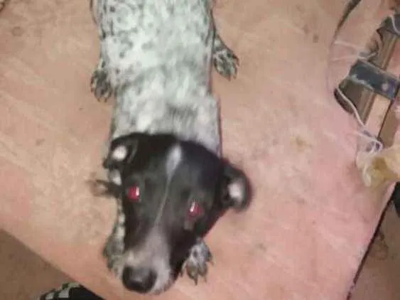 Cachorro ra a Srd  idade 1 ano nome Cacau