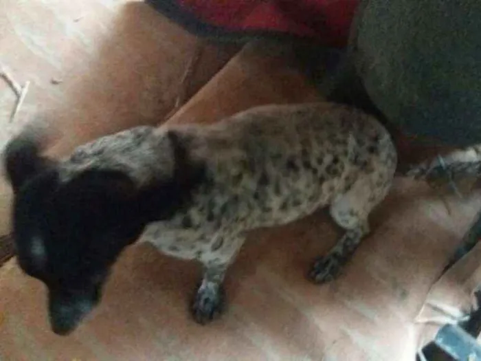 Cachorro ra a Srd  idade 1 ano nome Cacau
