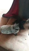 Cacau