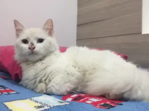 Gato raça SRD idade 2 a 6 meses nome Penélope 