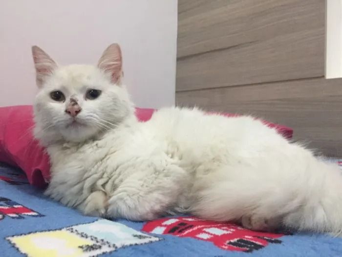 Gato ra a SRD idade 2 a 6 meses nome Penélope 