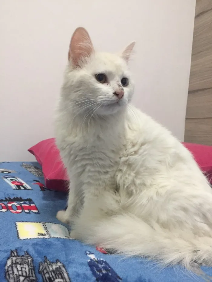 Gato ra a SRD idade 2 a 6 meses nome Penélope 