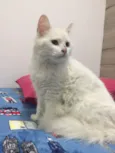 Penélope