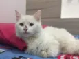 Penélope