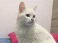 Penélope