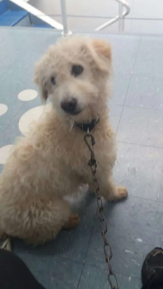 Cachorro ra a Poodle mix idade 4 anos nome Polly
