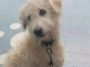 Cachorro raça Poodle mix idade 4 anos nome Polly