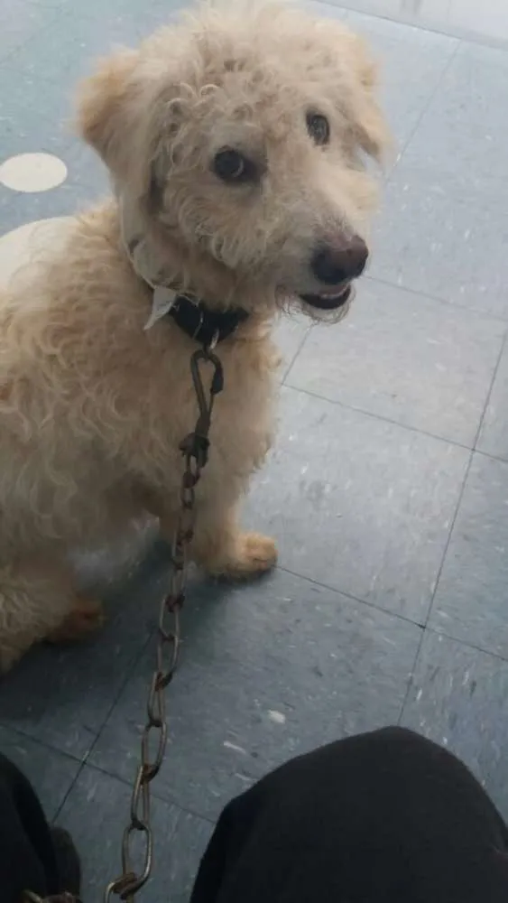 Cachorro ra a Poodle mix idade 4 anos nome Polly