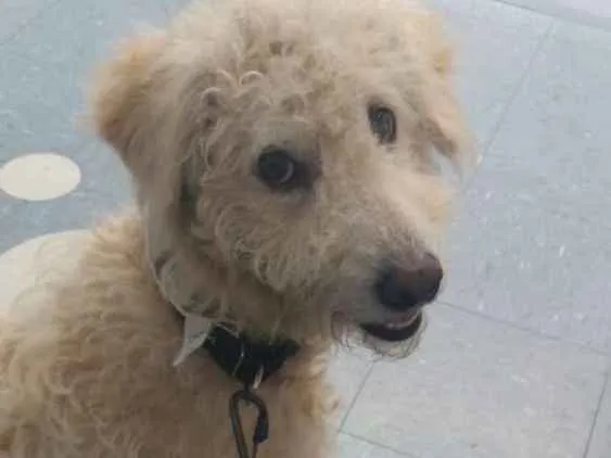 Cachorro ra a Poodle mix idade 4 anos nome Polly