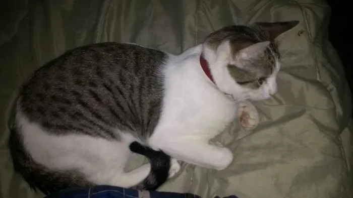 Gato ra a Sem raça conhecida idade 7 a 11 meses nome William