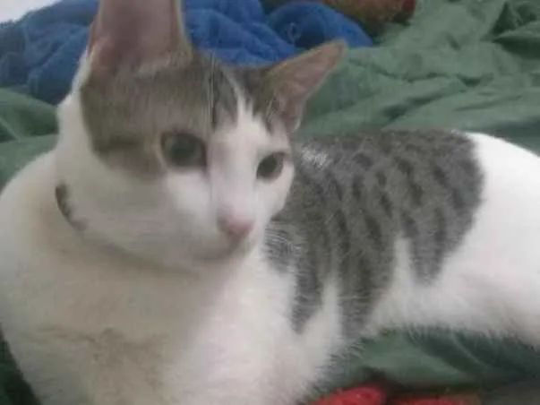 Gato ra a Sem raça conhecida idade 7 a 11 meses nome William