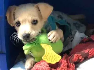 Cachorro raça SRD idade 2 a 6 meses nome Juquinha 
