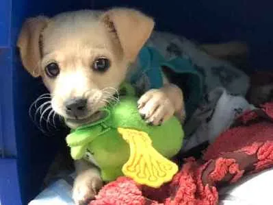 Cachorro ra a SRD idade 2 a 6 meses nome Juquinha 